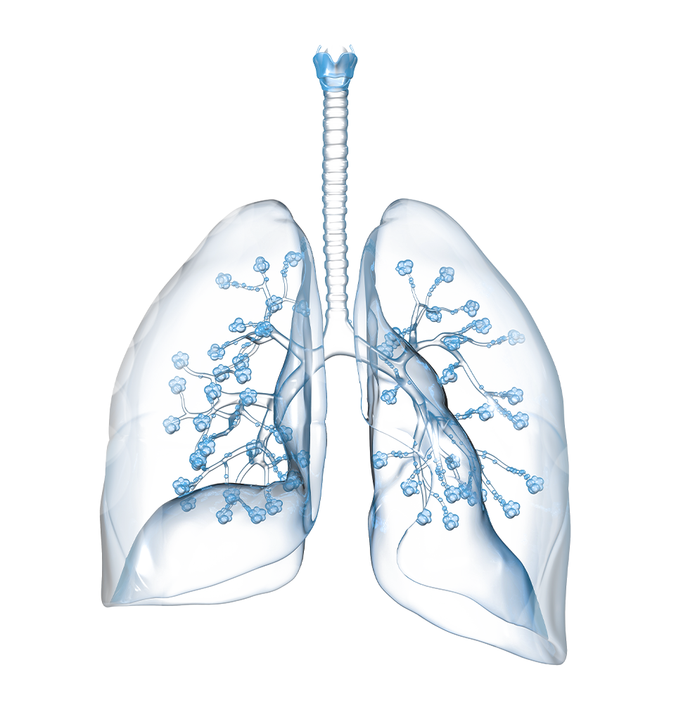 Graphic image of respiratory system